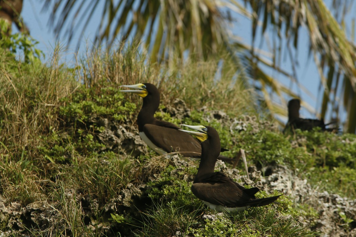 terej žlutonohý - ML645415732