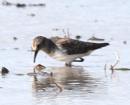 Western Sandpiper - ML645415733