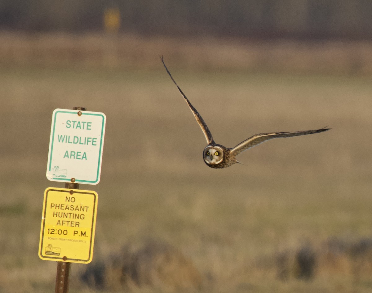 Gufo di palude - ML645415742