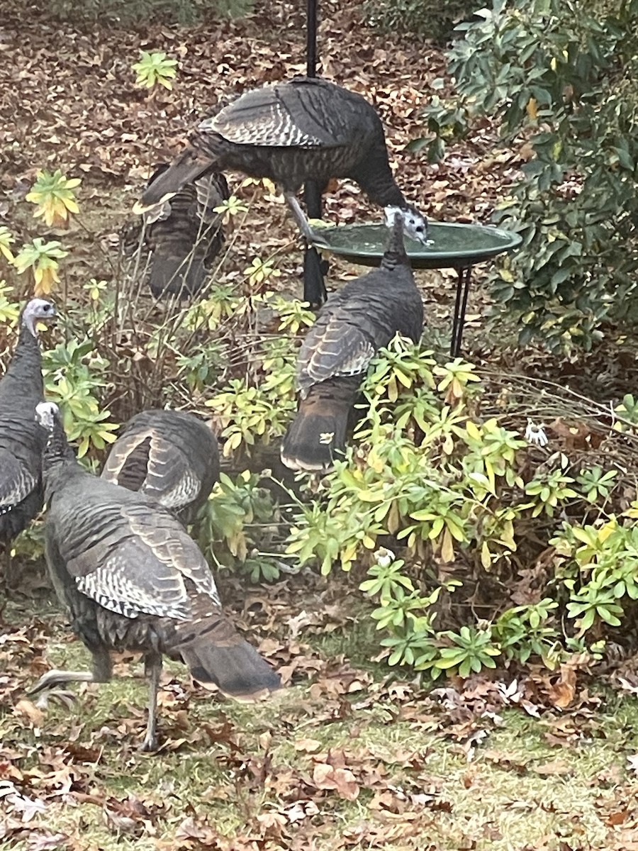 シチメンチョウ - ML645415752