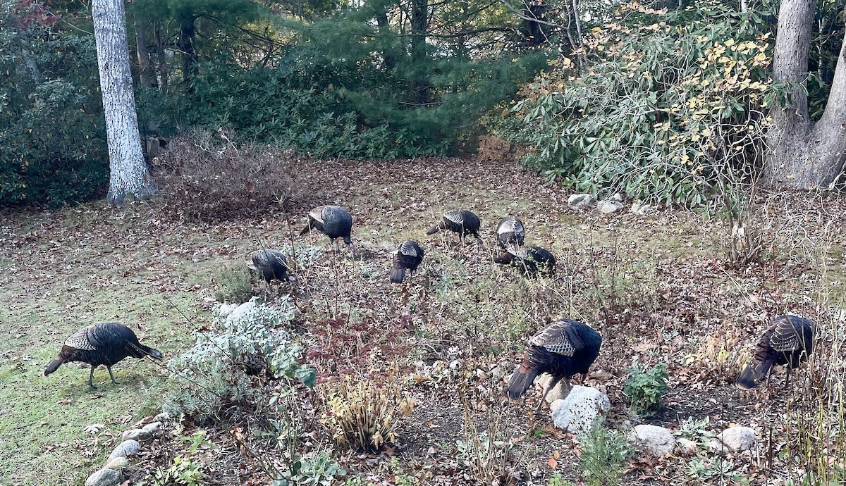 シチメンチョウ - ML645415753