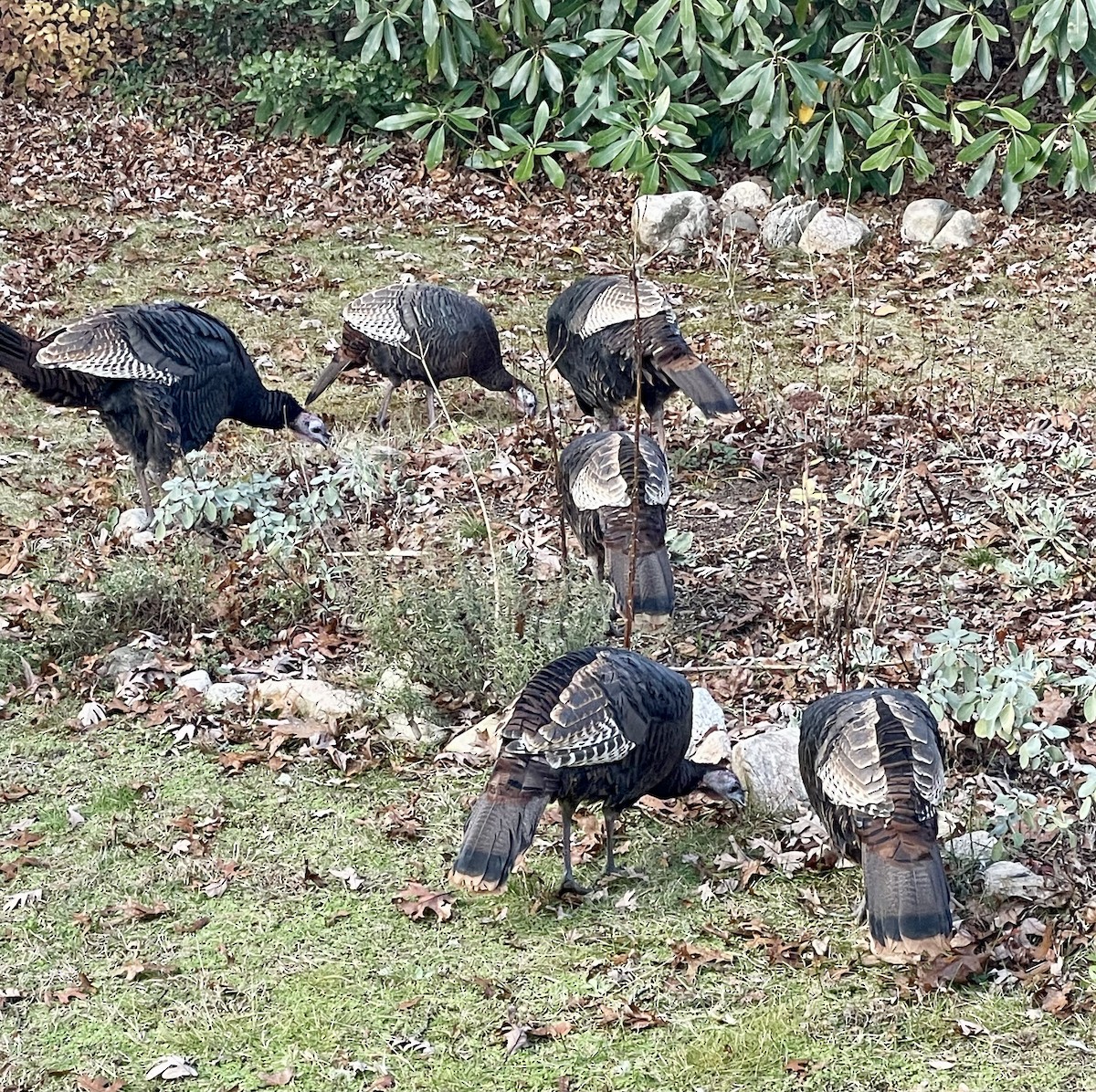 シチメンチョウ - ML645415755