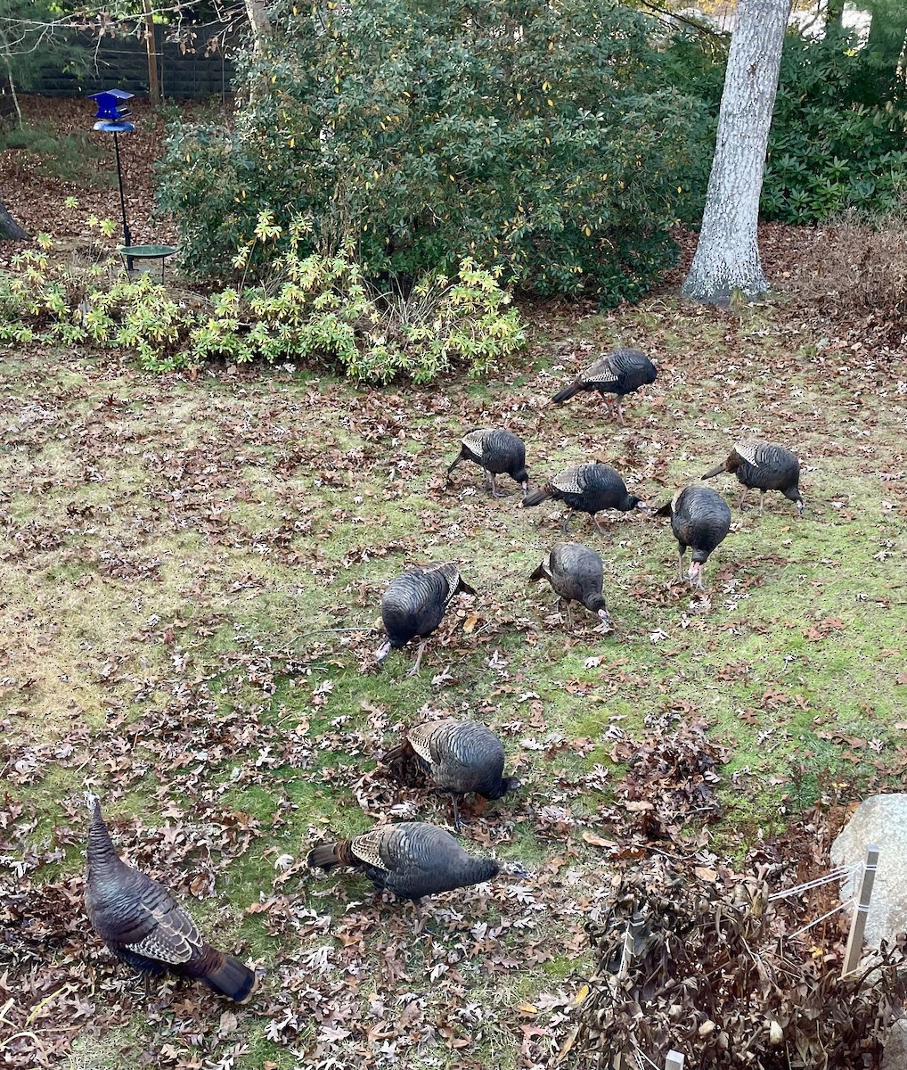 シチメンチョウ - ML645415756