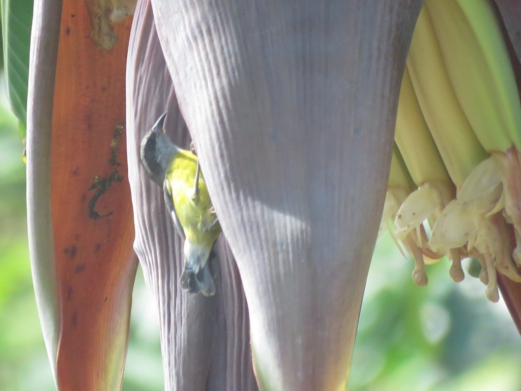 Sucrier à ventre jaune - ML645415771