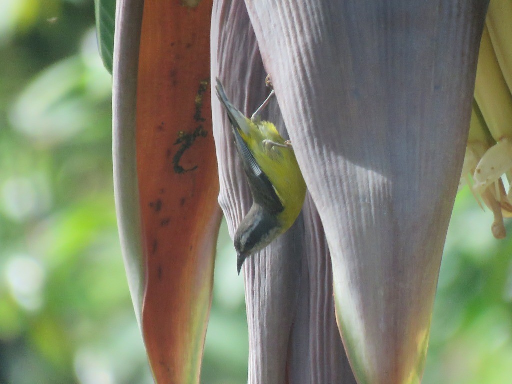 Sucrier à ventre jaune - ML645415772
