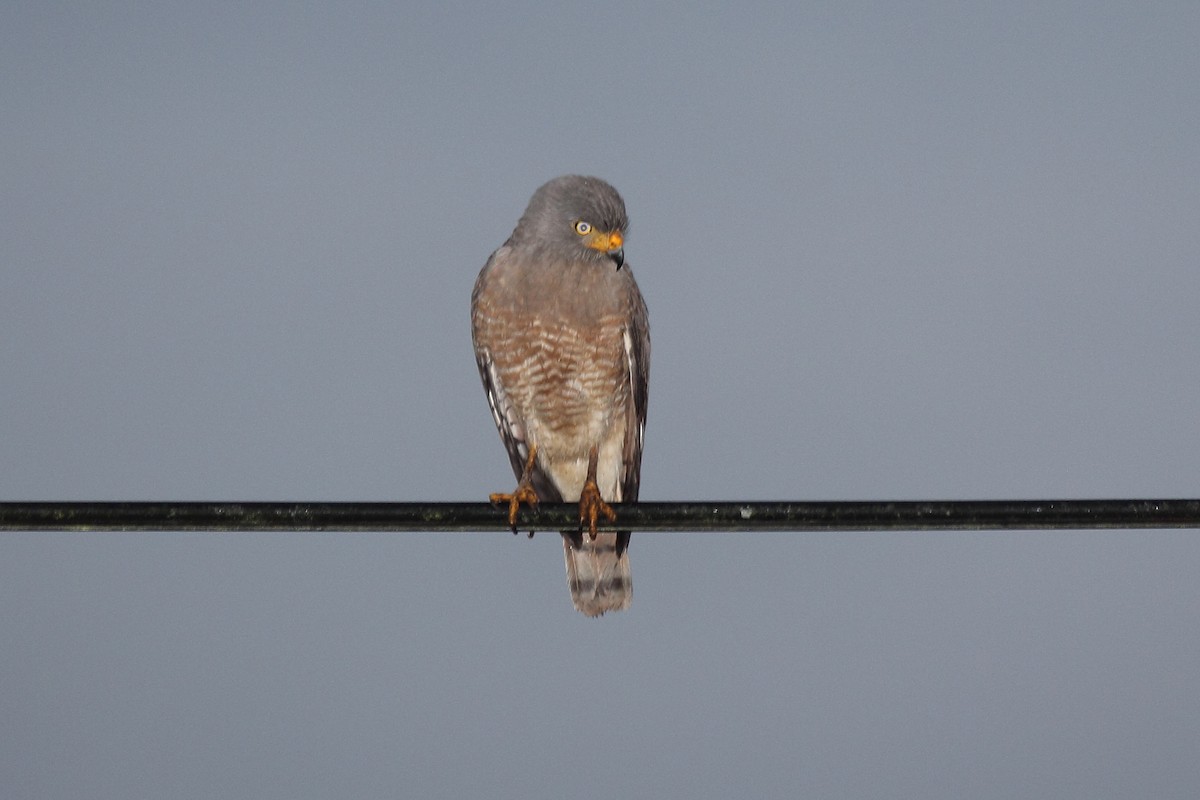 Roadside Hawk - ML645415776