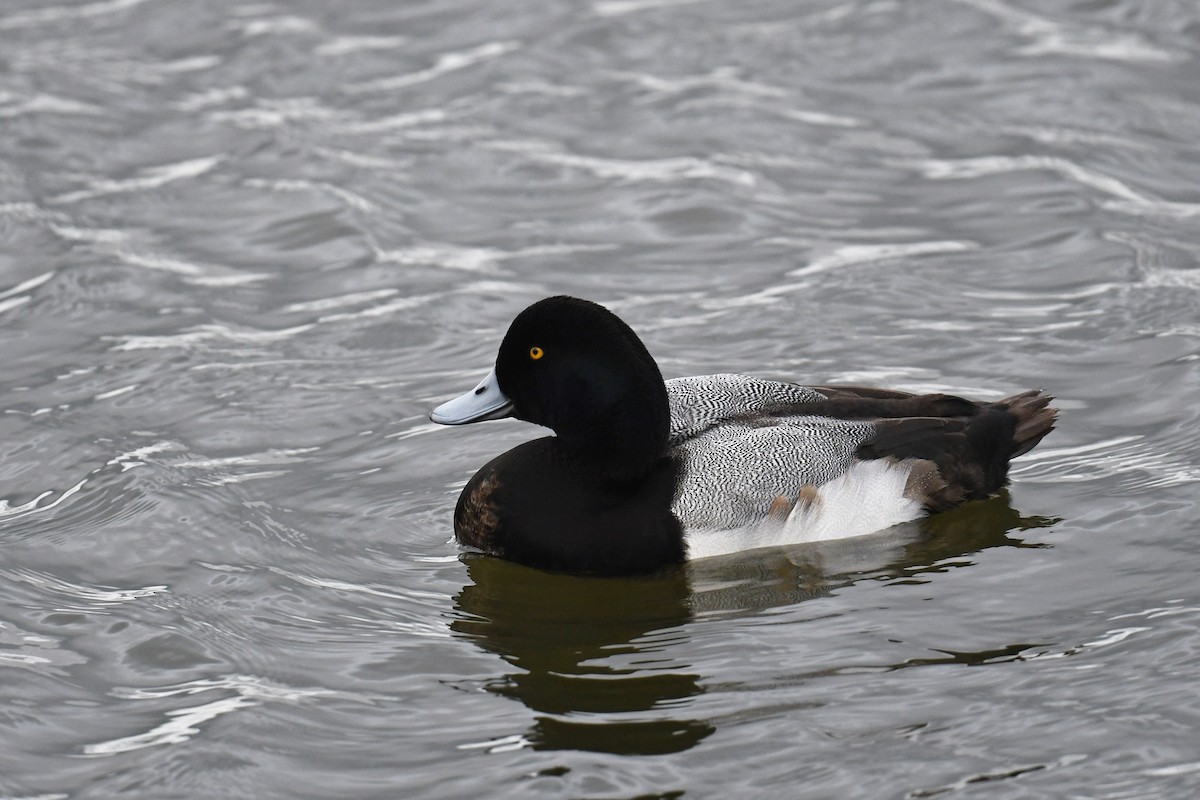 Морская чернеть - ML645415777