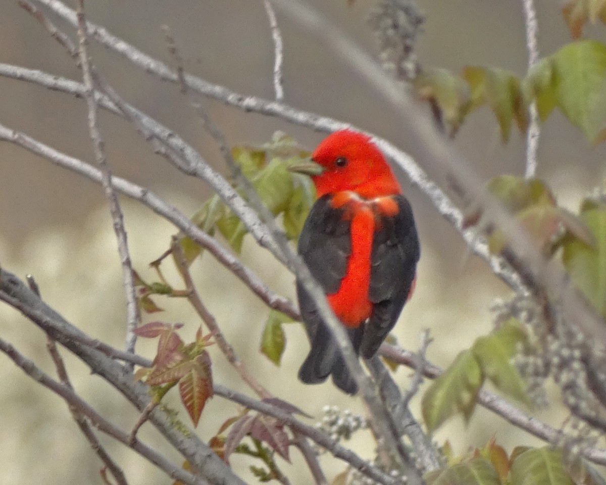 Піранга кармінова - ML645415778