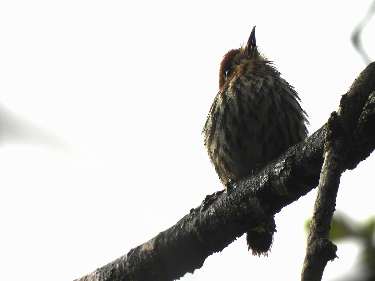 Lanceolated Monklet - ML645415780