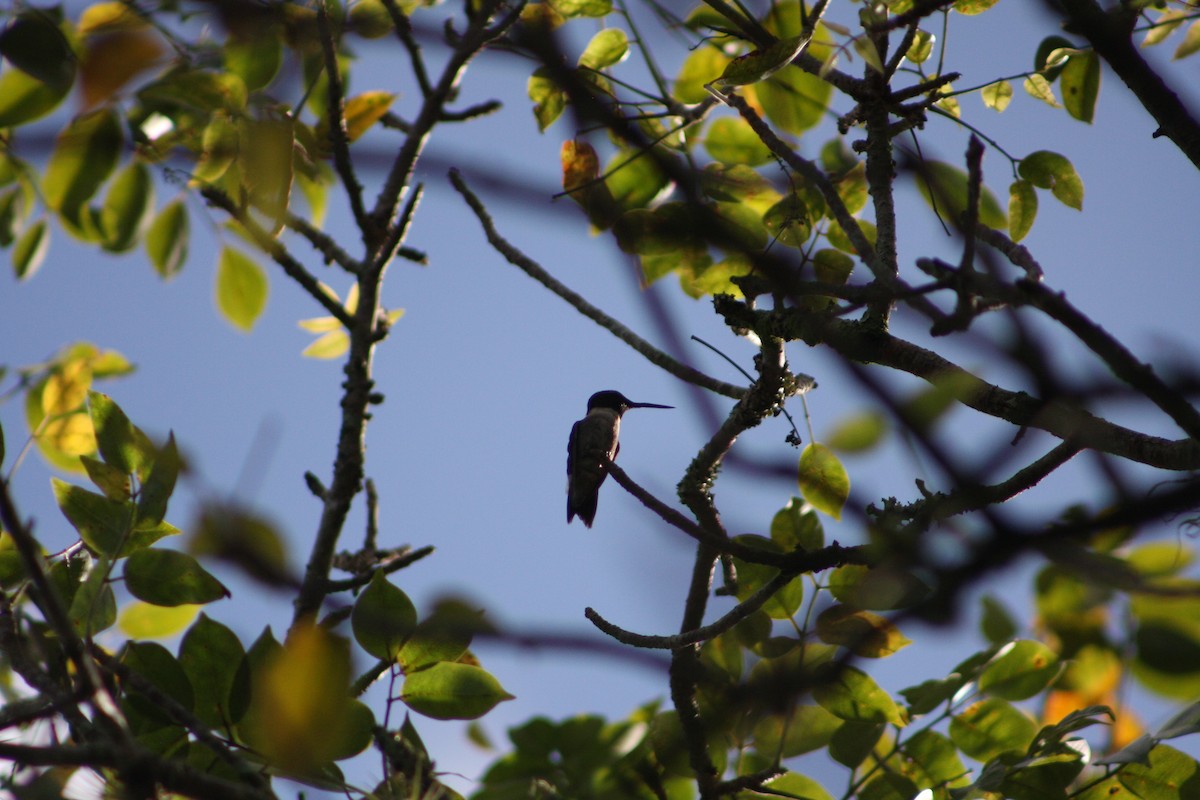 Рубиновогорлый колибри - ML645415781