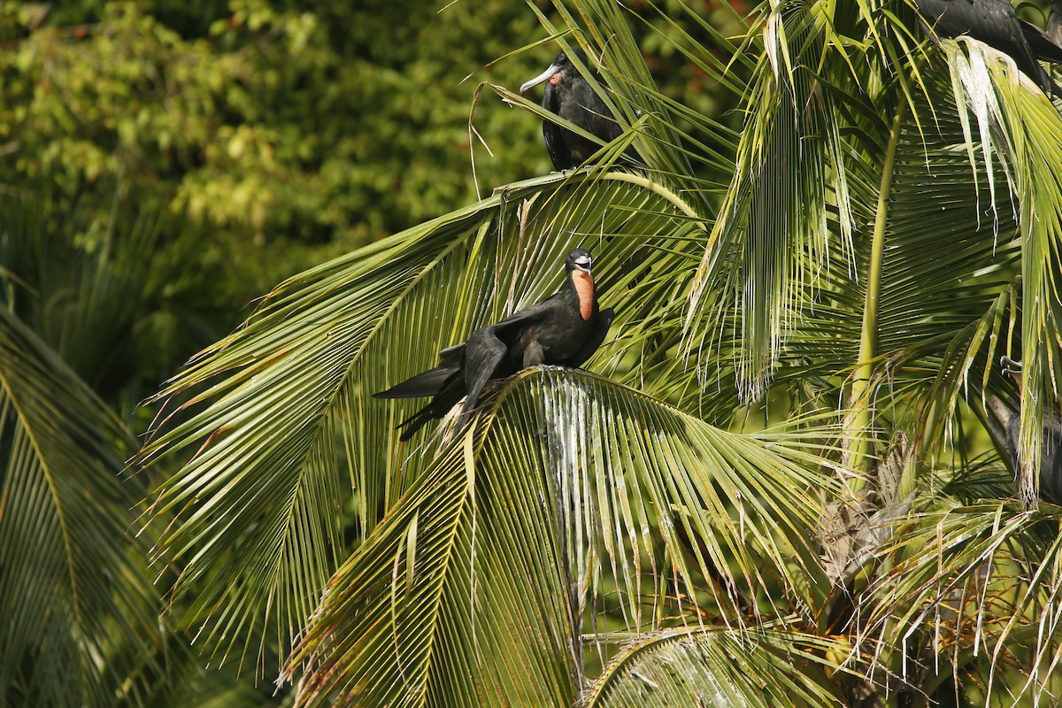 fregatka vznešená - ML645415782