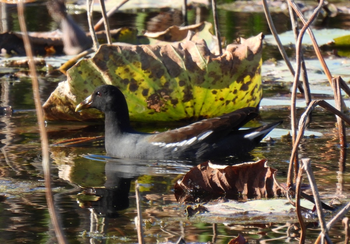 Uroilo amerikarra - ML645415801