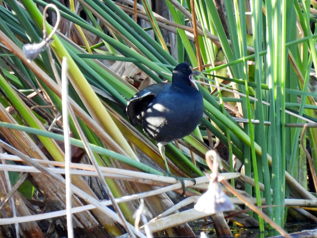 Uroilo amerikarra - ML645415802