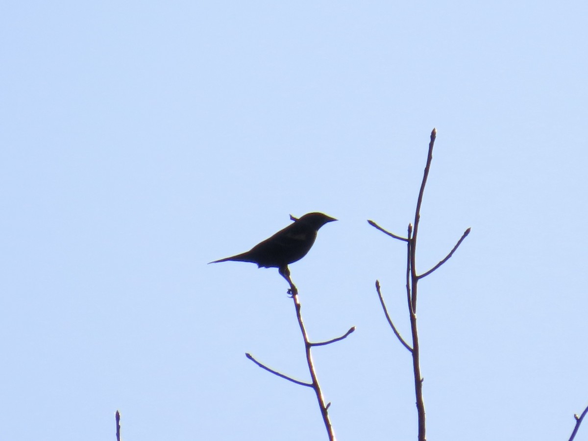 Red-winged Blackbird - ML645415821