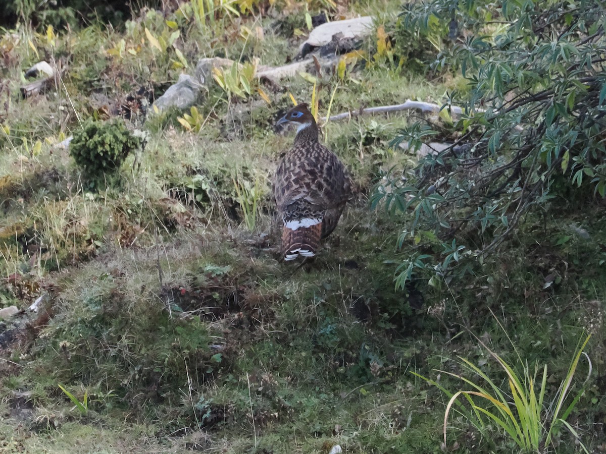 Himalayan Monal - ML645415826