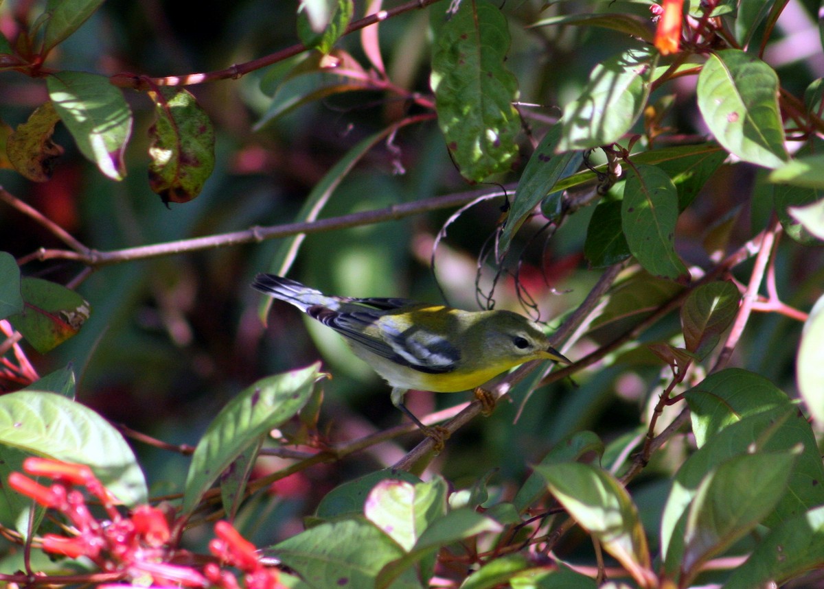 Northern Parula - ML645415831