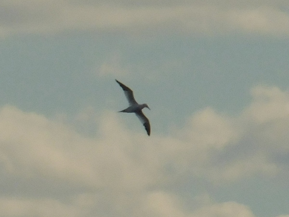 Northern Gannet - ML645415832