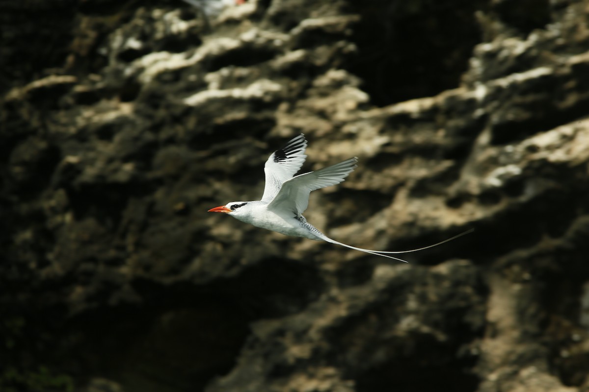 Red-billed Tropicbird - ML645415846