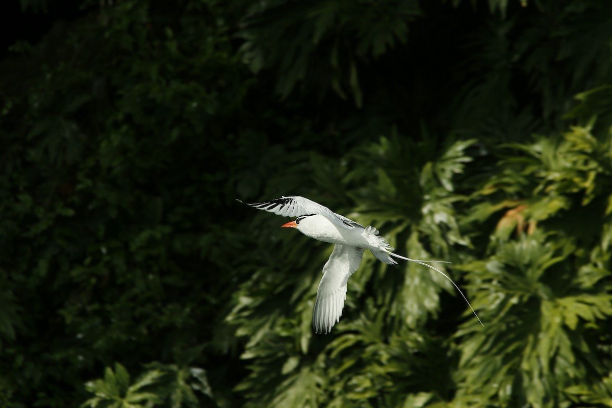 Red-billed Tropicbird - ML645415847