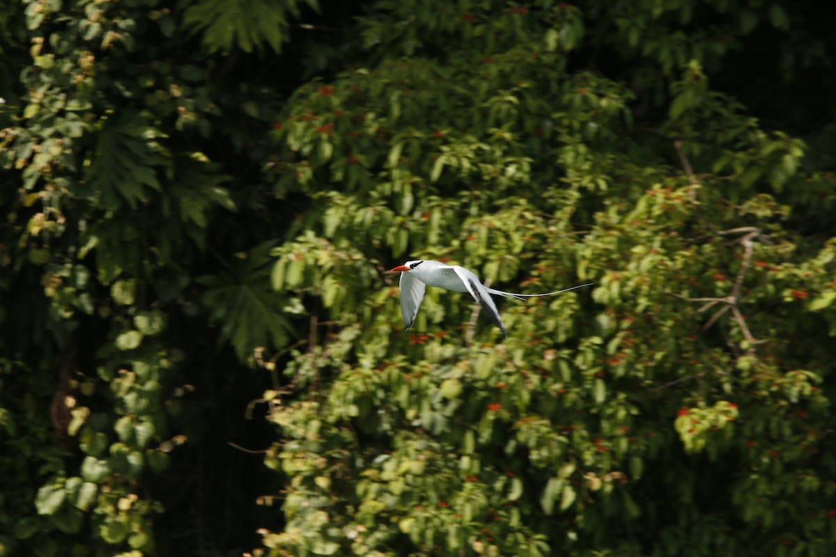 Red-billed Tropicbird - ML645415848