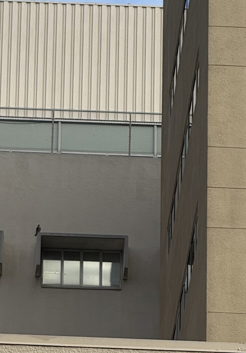 sokol stěhovavý - ML645415851