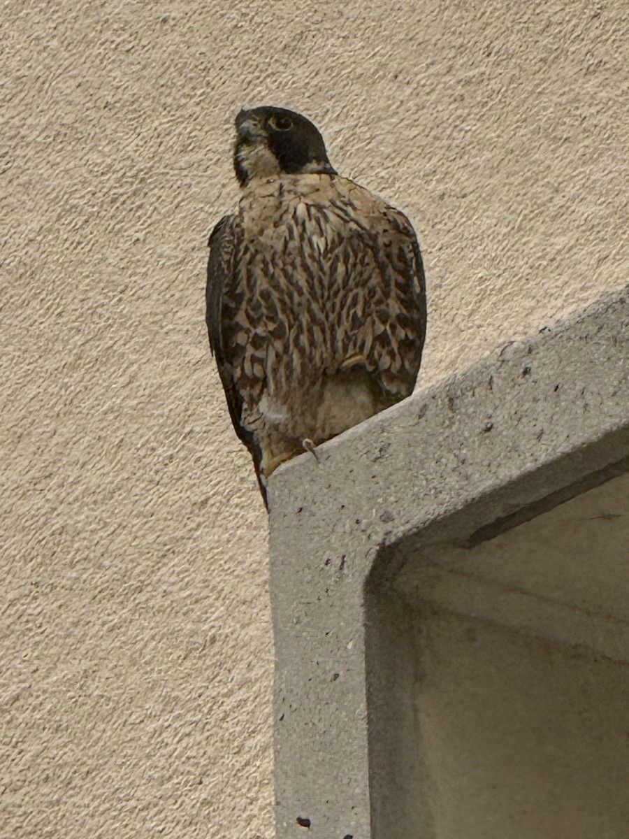 sokol stěhovavý - ML645415852