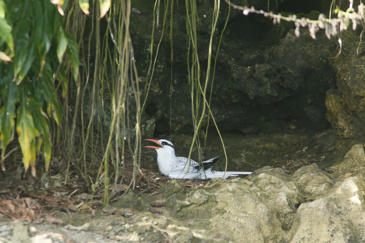 Red-billed Tropicbird - ML645415856