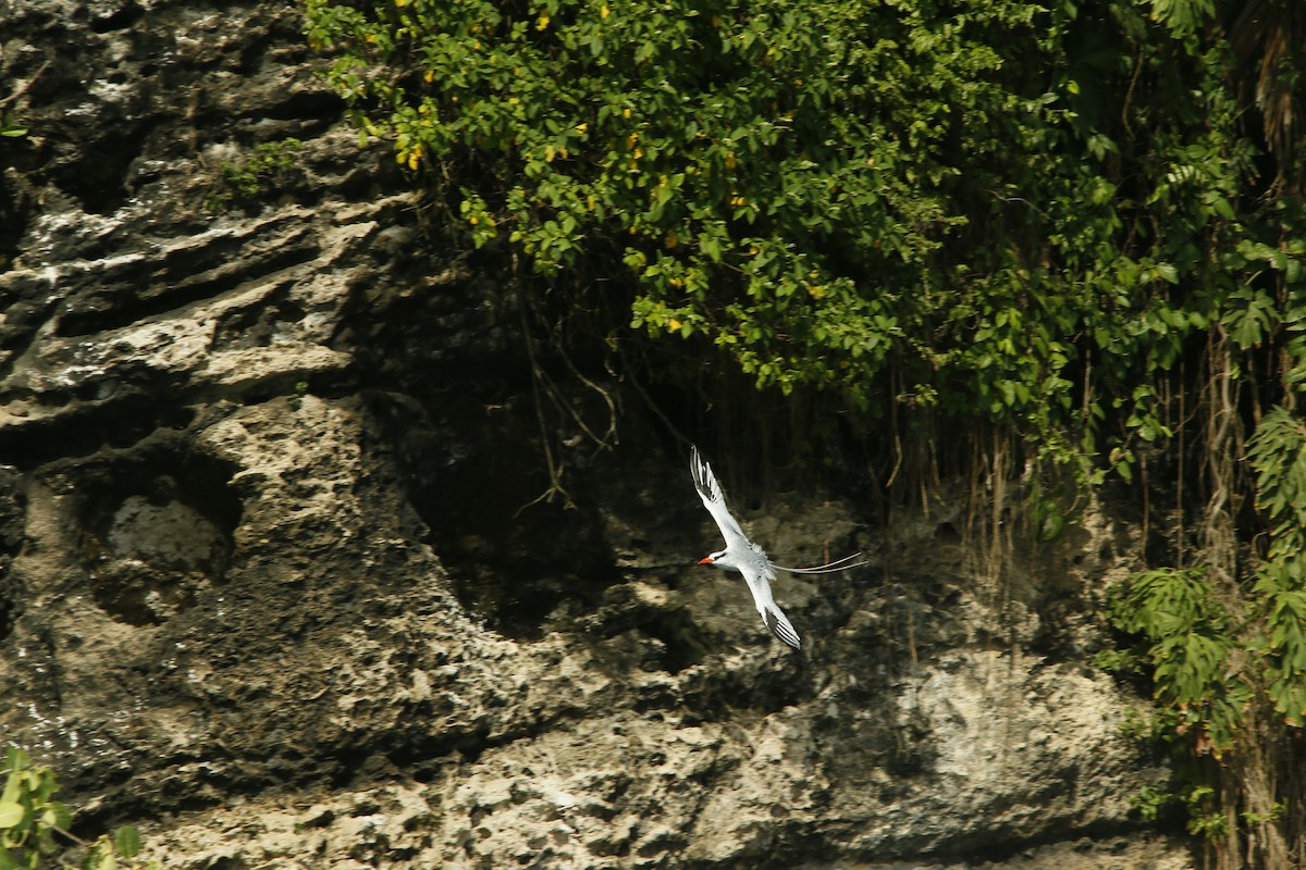 Red-billed Tropicbird - ML645415857