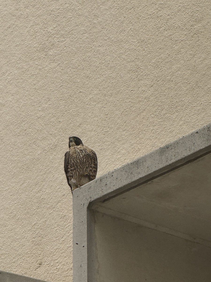 sokol stěhovavý - ML645415858