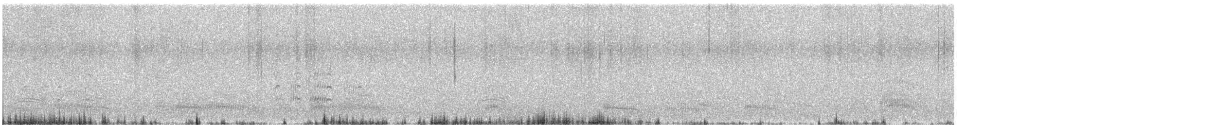 čejka australská - ML645415863