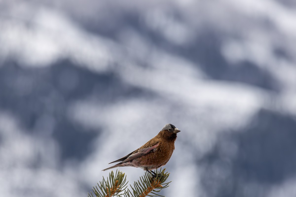 Gray-crowned Rosy-Finch - ML645415879