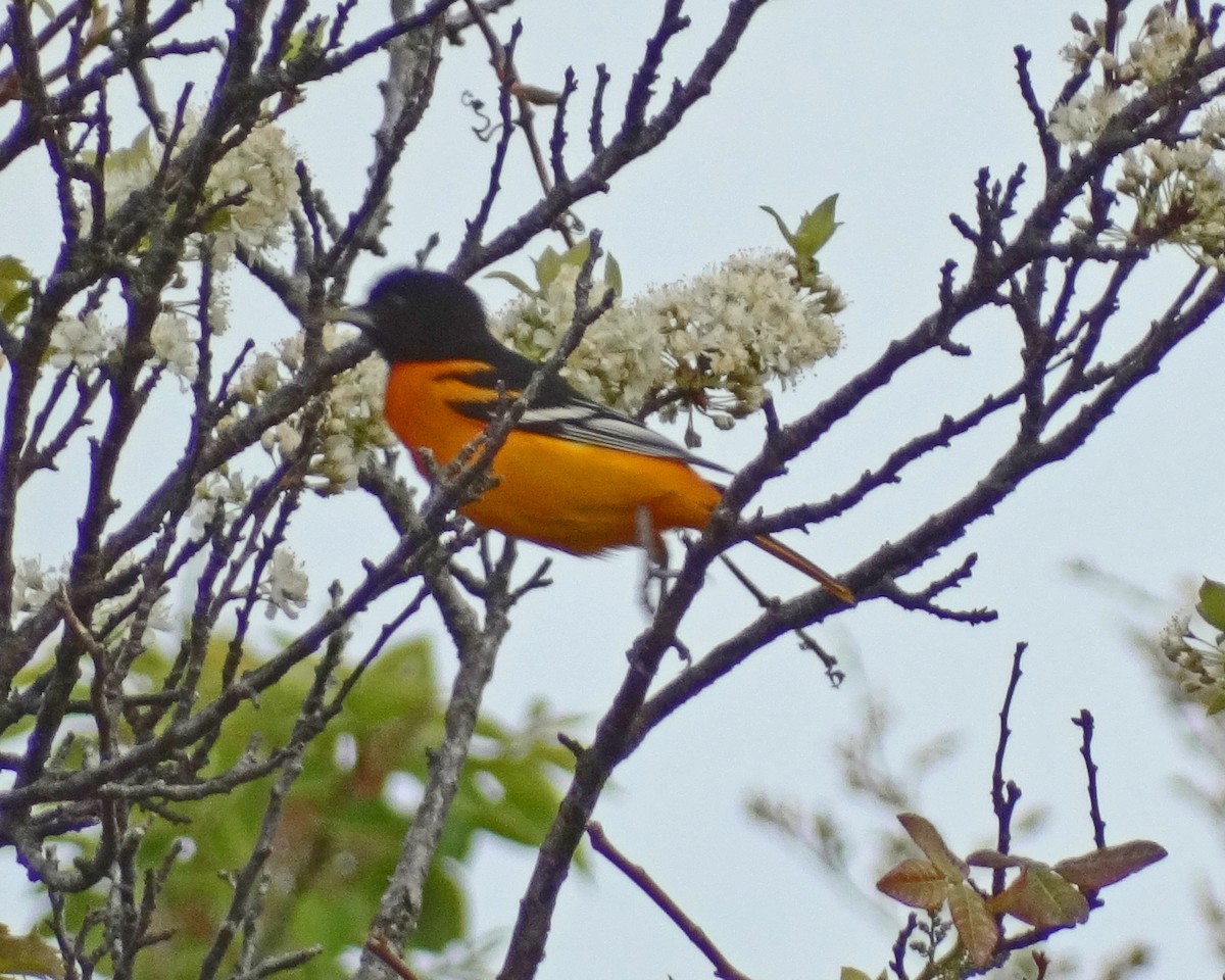 Балтиморский трупиал - ML645415884