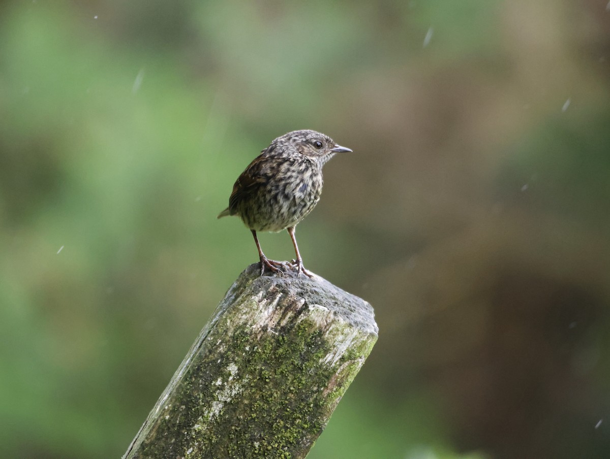 Accenteur mouchet - ML645415888