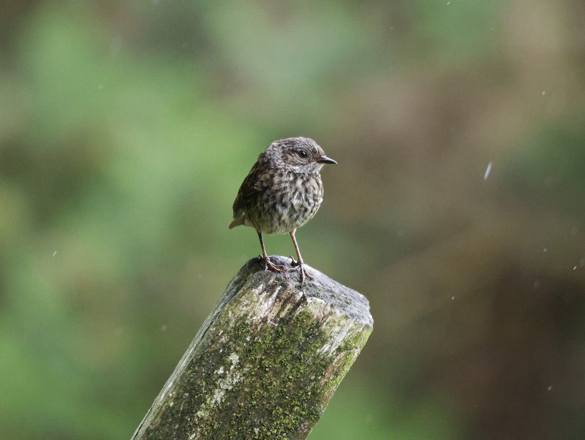 Accenteur mouchet - ML645415889