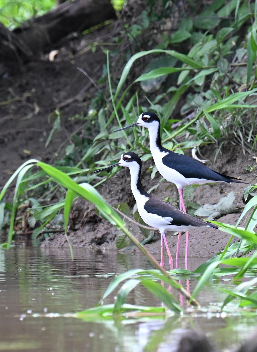 Black-necked Stilt - ML645415893