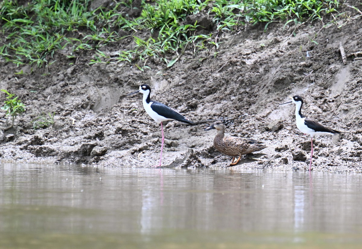 Black-necked Stilt - ML645415894
