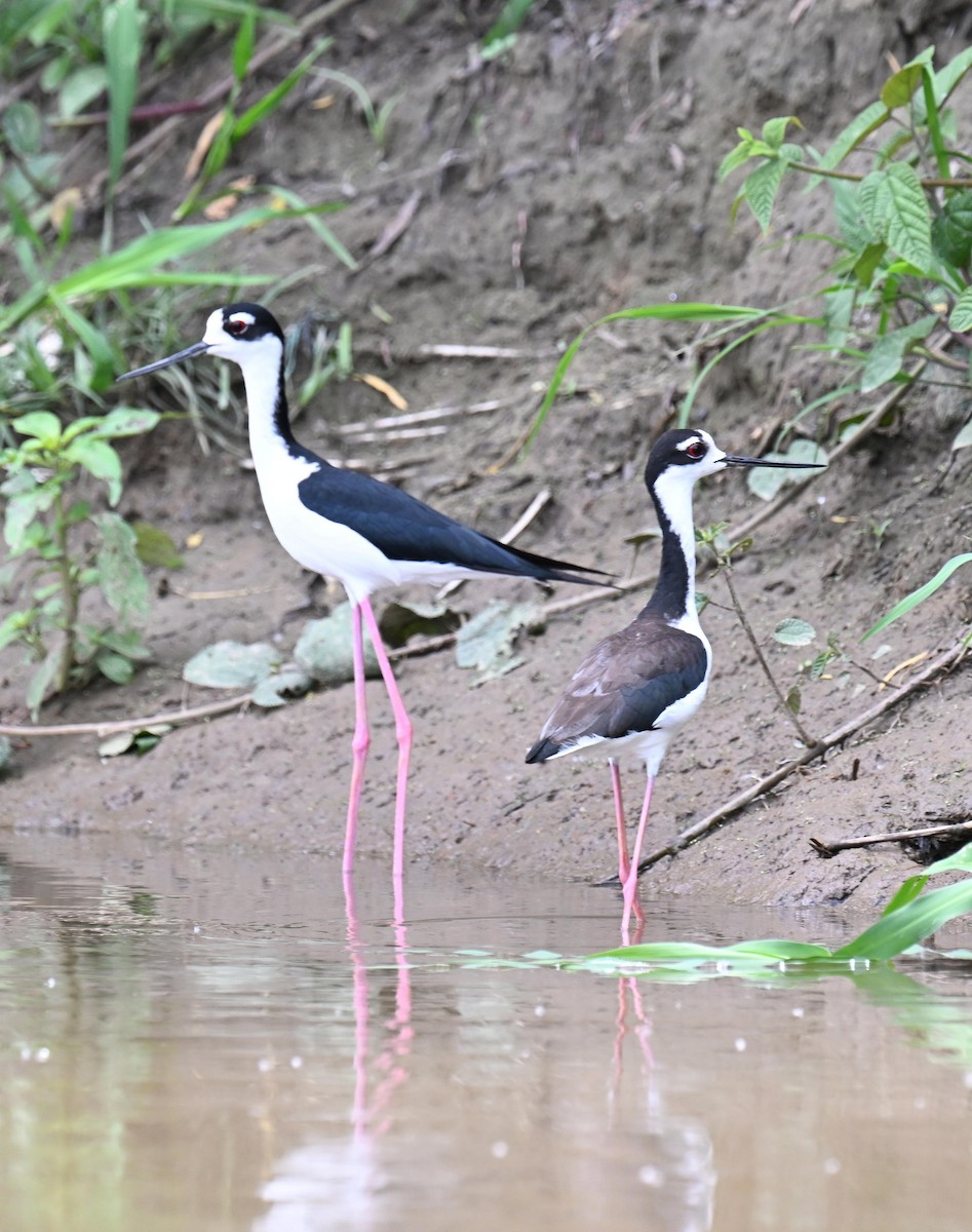 Black-necked Stilt - ML645415895