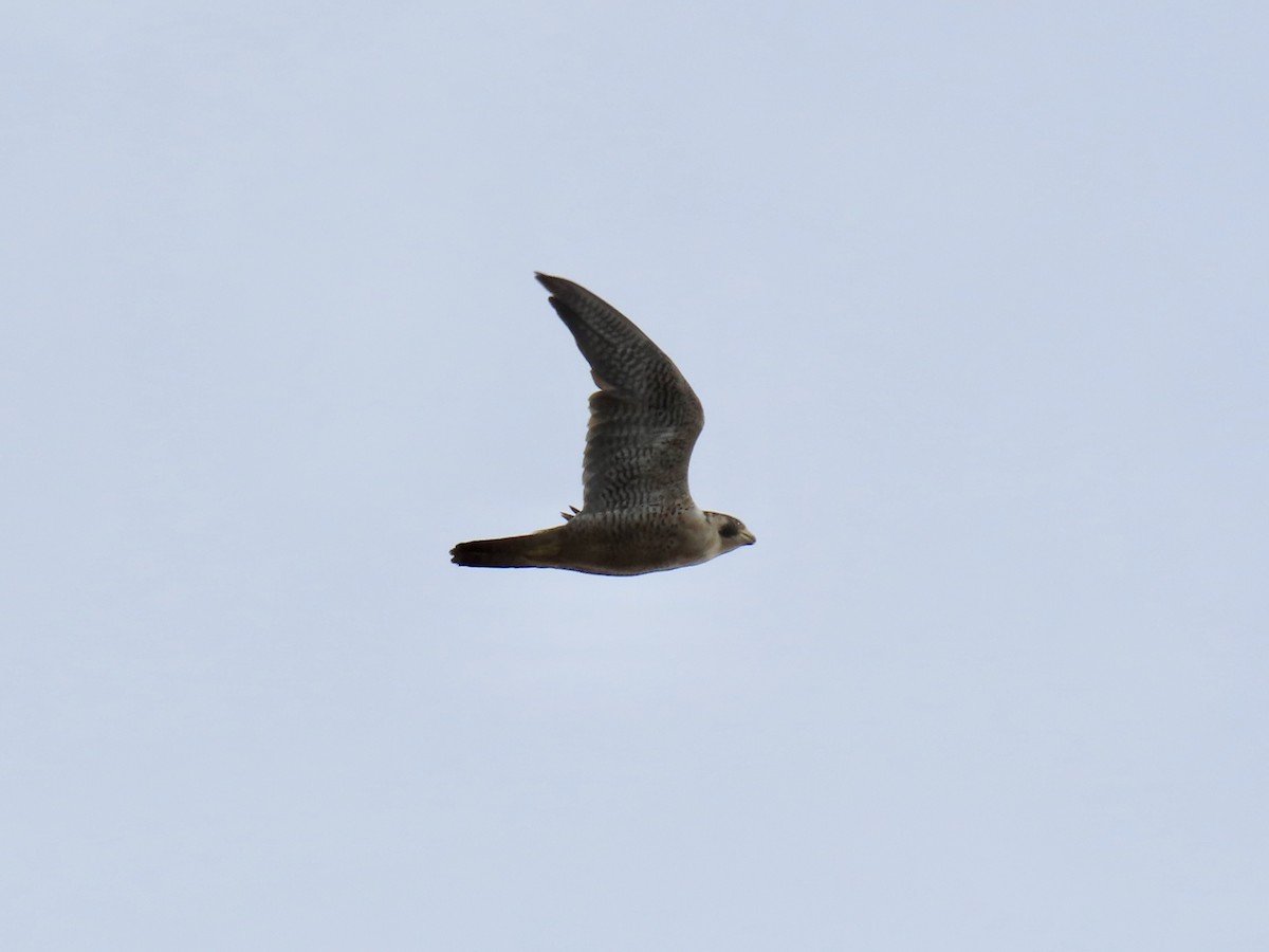 sokol stěhovavý - ML645415900