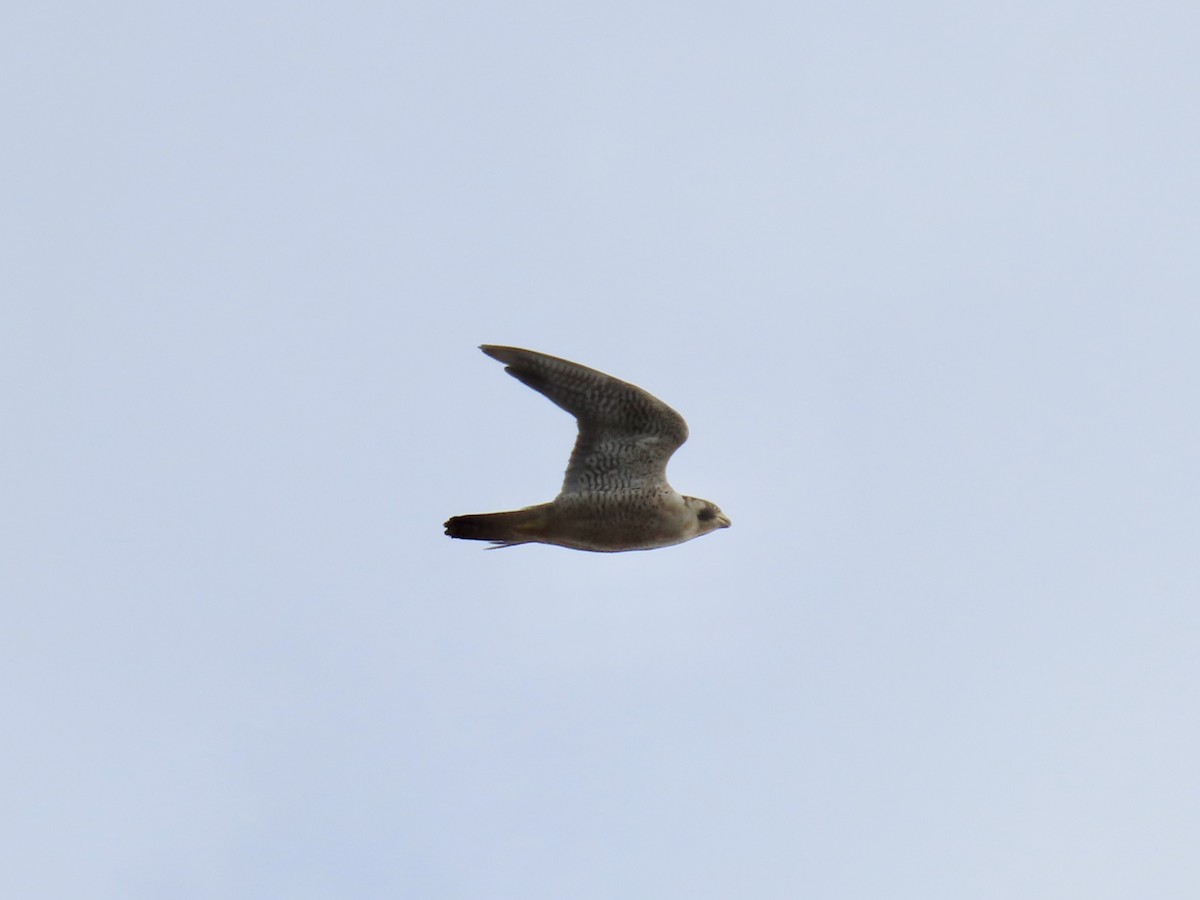 sokol stěhovavý - ML645415903