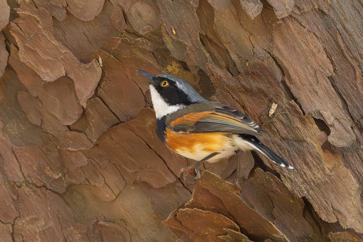 Kapschnäpper (capensis) - ML645415904