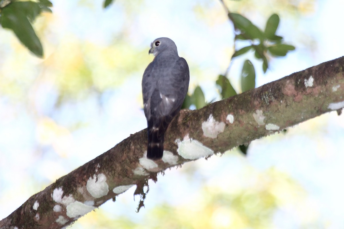 Double-toothed Kite - ML645415909
