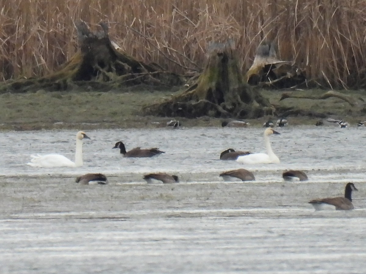 Tundra Swan - ML645415913