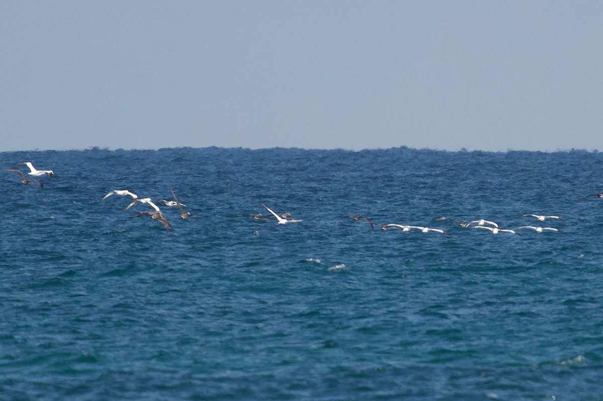 Northern Gannet - ML645415919