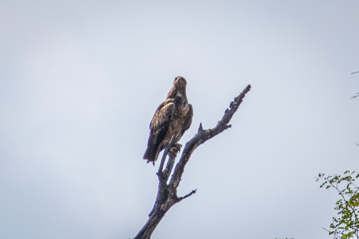 Tawny Eagle - ML645415925