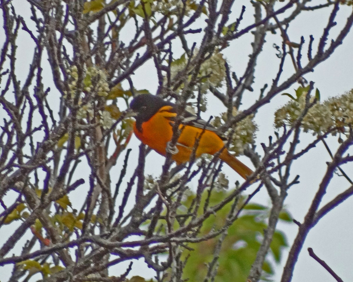 Балтиморский трупиал - ML645415943