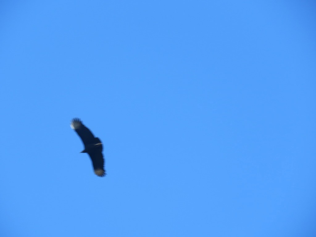 Black Vulture - ML645415951