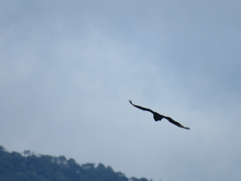 Black Vulture - ML645415952