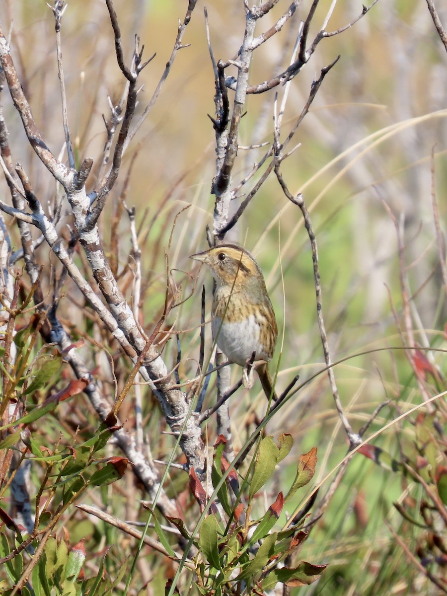 Chingolo de Nelson (nelsoni/alter) - ML645415953