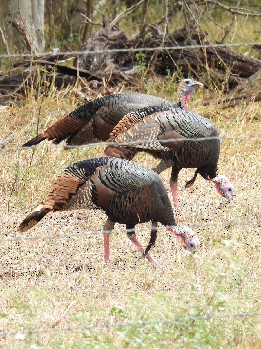 シチメンチョウ - ML645415954