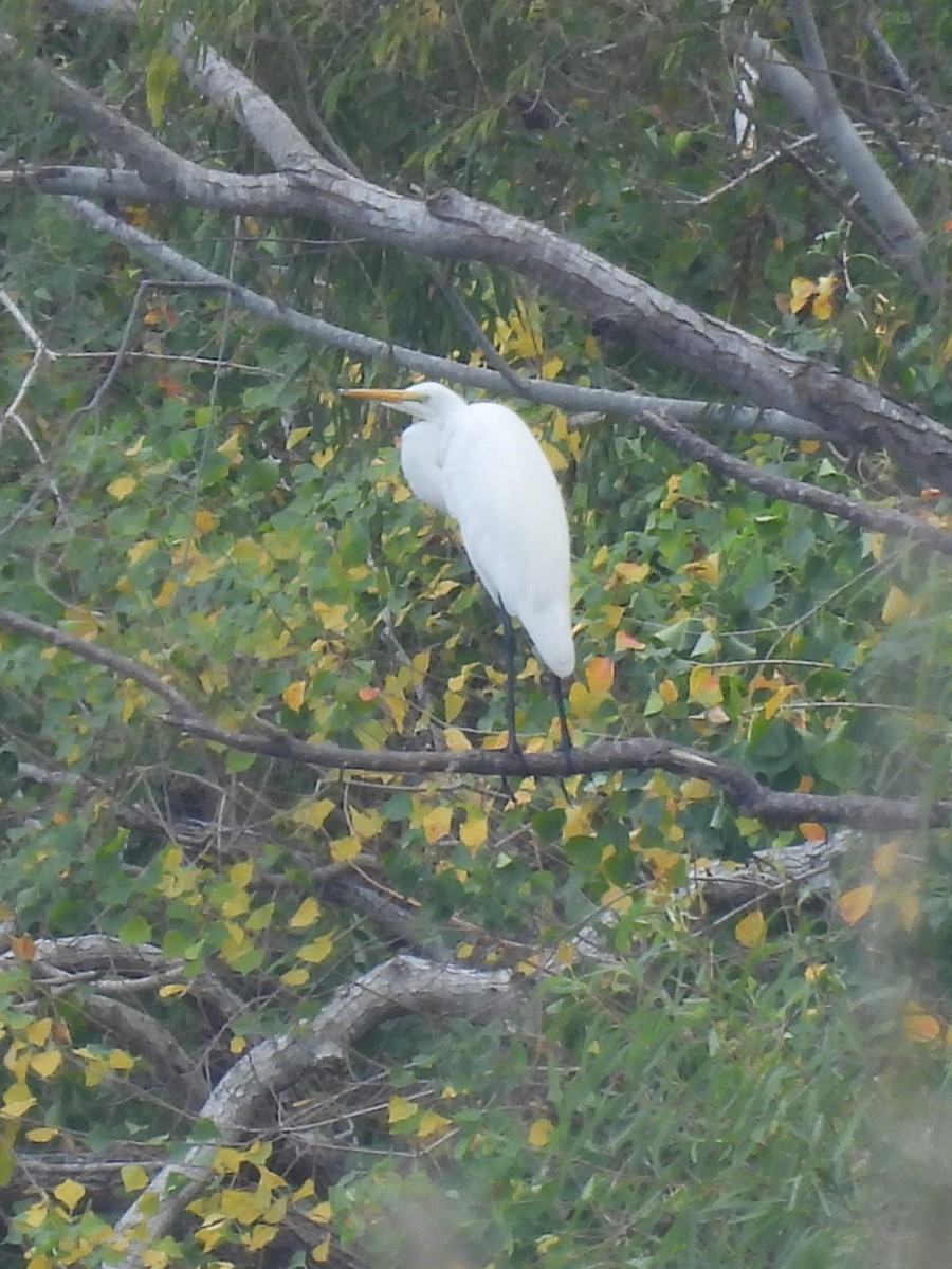 Koartza zuria - ML645415965